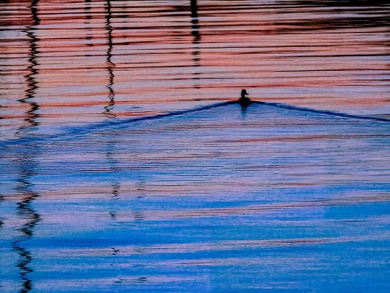 Ephraim-Duck-in-Water-at-Dusk